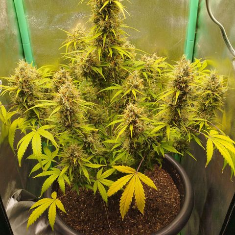Tangie Auto monsterseeds growlog timeline photo