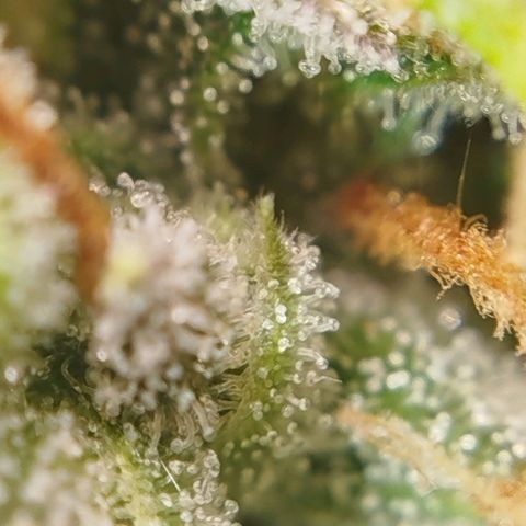 Tangie Auto monsterseeds growlog timeline photo