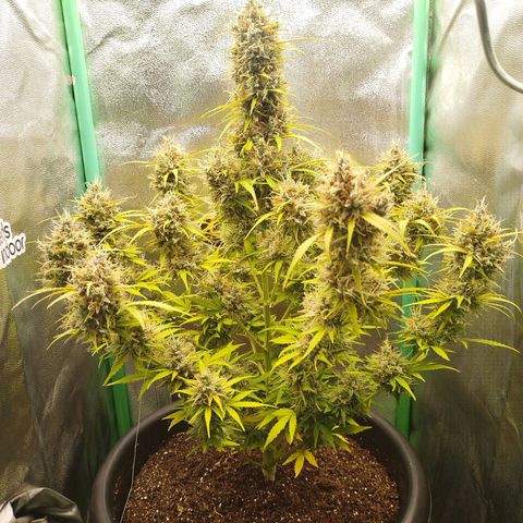 Tangie Auto monsterseeds growlog timeline photo