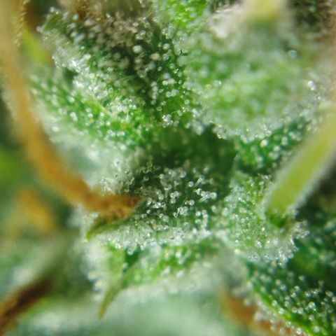 Tangie Auto monsterseeds growlog timeline photo