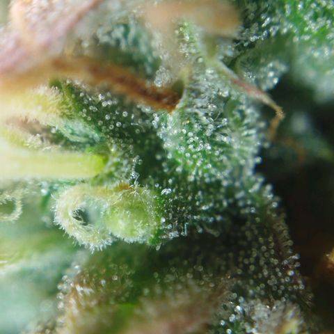 Tangie Auto monsterseeds growlog timeline photo