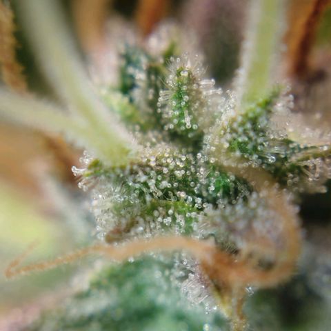 Tangie Auto monsterseeds growlog timeline photo