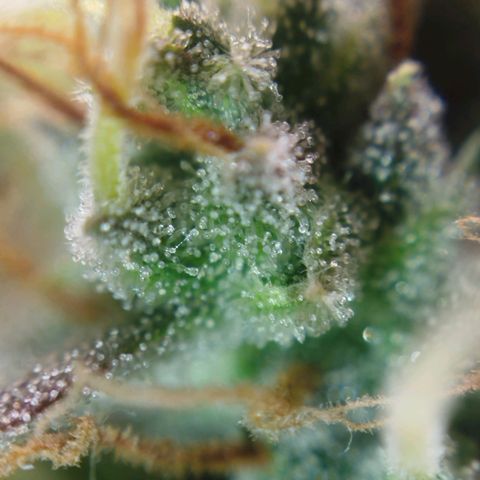 Tangie Auto monsterseeds growlog timeline photo