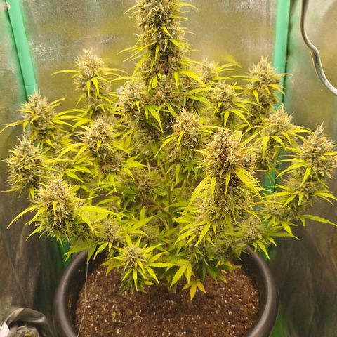 Tangie Auto monsterseeds growlog timeline photo