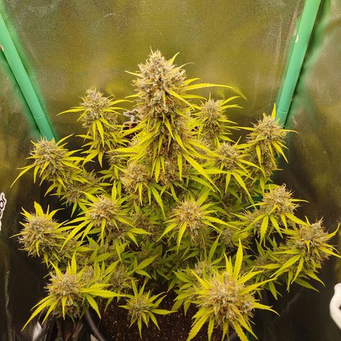 Tangie Auto monsterseeds growlog timeline photo