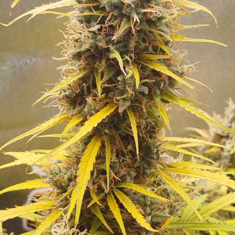 Tangie Auto monsterseeds growlog timeline photo