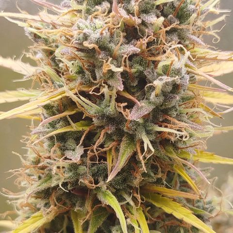 Tangie Auto monsterseeds growlog timeline photo