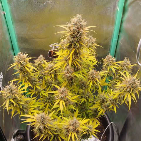 Tangie Auto monsterseeds growlog timeline photo