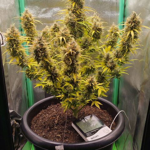Tangie Auto monsterseeds growlog timeline photo