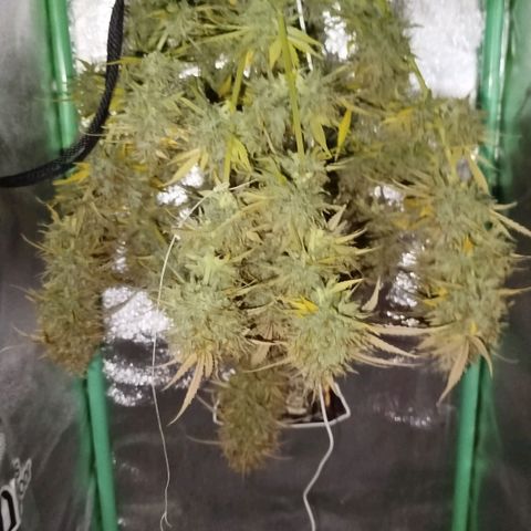 Tangie Auto monsterseeds growlog timeline photo
