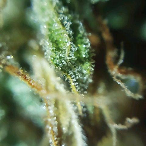 Tangie Auto monsterseeds growlog timeline photo