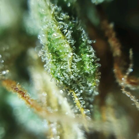 Tangie Auto monsterseeds growlog timeline photo