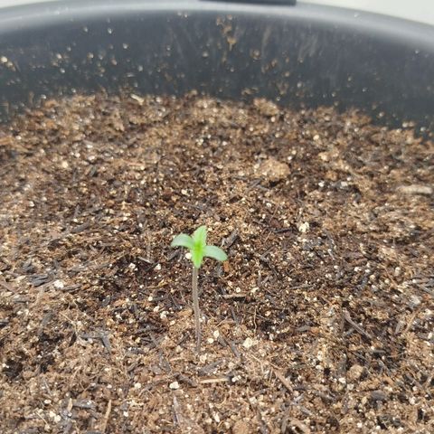 XXL Boombastic growlog timeline photo