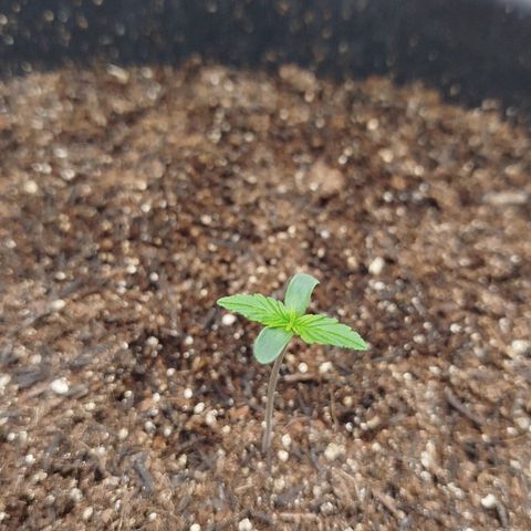 XXL Boombastic growlog timeline photo