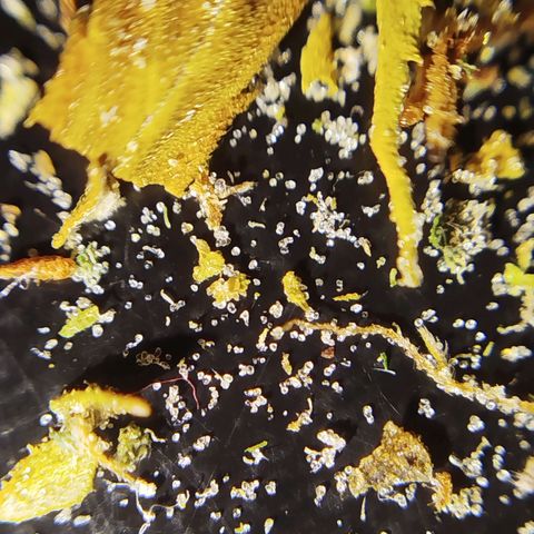 Tangie Auto monsterseeds growlog timeline photo