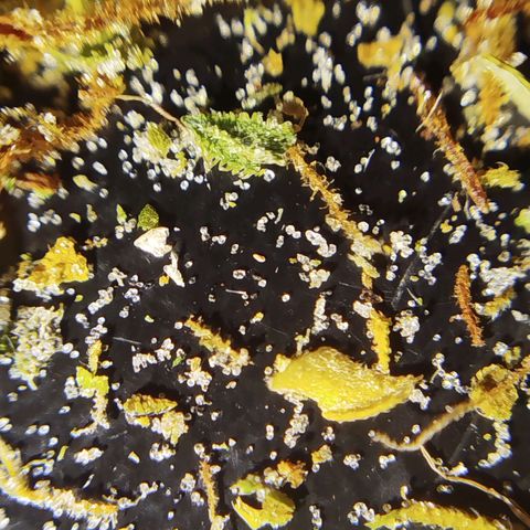 Tangie Auto monsterseeds growlog timeline photo