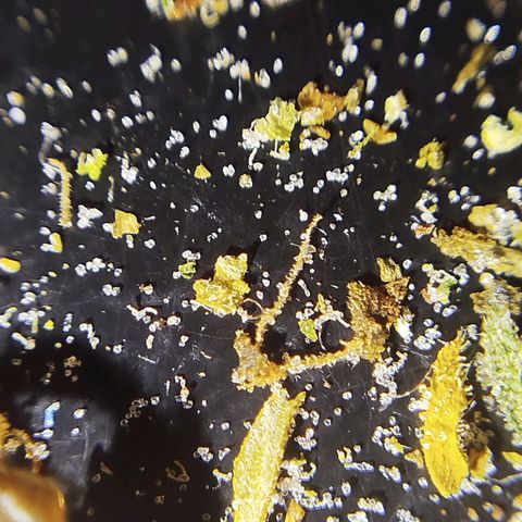 Tangie Auto monsterseeds growlog timeline photo