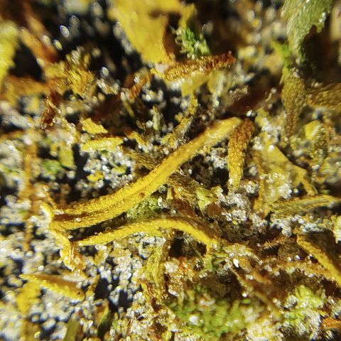 Tangie Auto monsterseeds growlog timeline photo