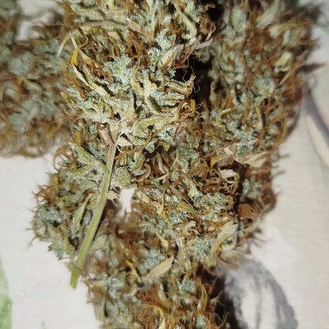 Tangie Auto monsterseeds growlog timeline photo