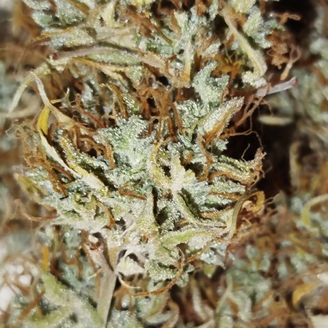 Tangie Auto monsterseeds growlog timeline photo