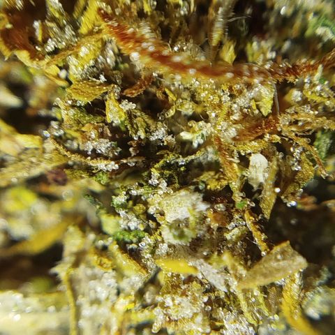 Tangie Auto monsterseeds growlog timeline photo