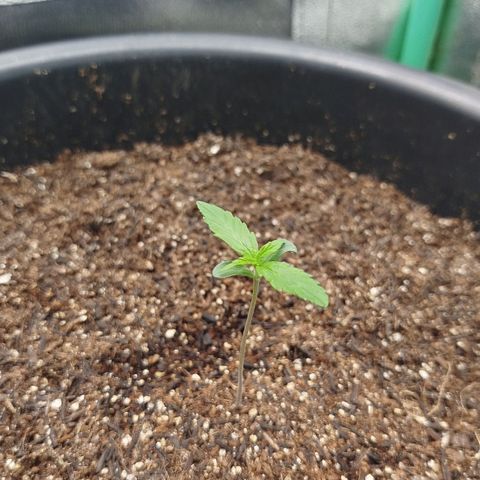 XXL Boombastic growlog timeline photo