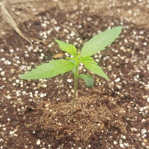 XXL Boombastic growlog timeline photo
