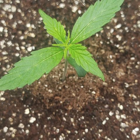 XXL Boombastic growlog timeline photo