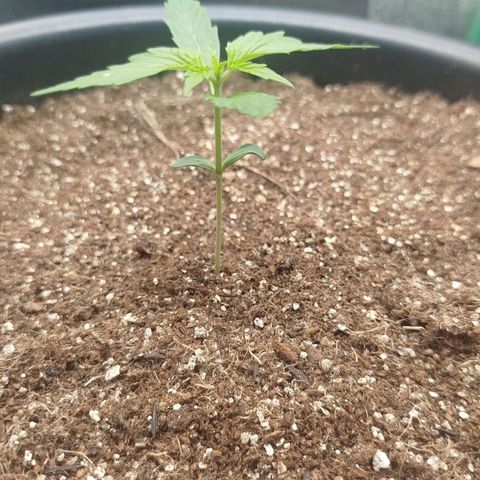 XXL Boombastic growlog timeline photo