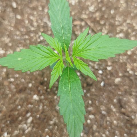 XXL Boombastic growlog timeline photo