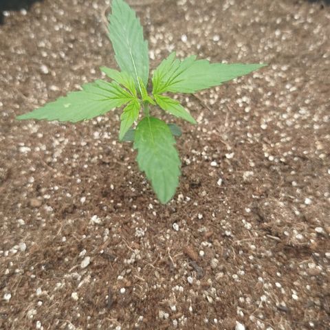 XXL Boombastic growlog timeline photo
