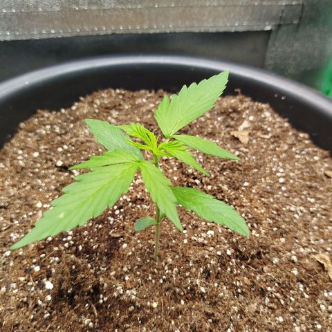 XXL Boombastic growlog timeline photo