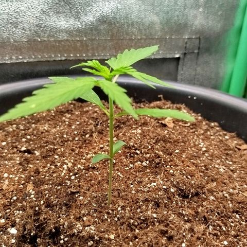 XXL Boombastic growlog timeline photo