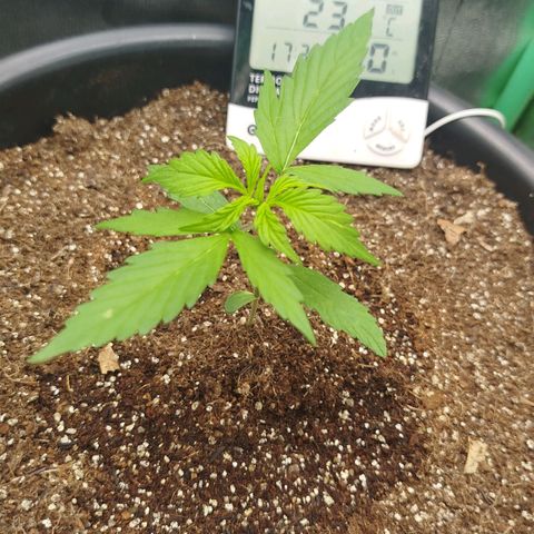XXL Boombastic growlog timeline photo