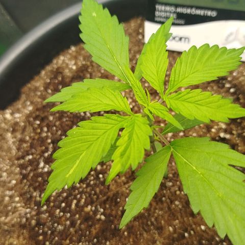 XXL Boombastic growlog timeline photo