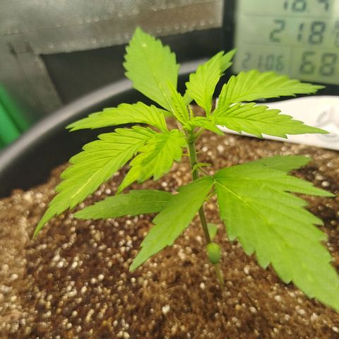 XXL Boombastic growlog timeline photo