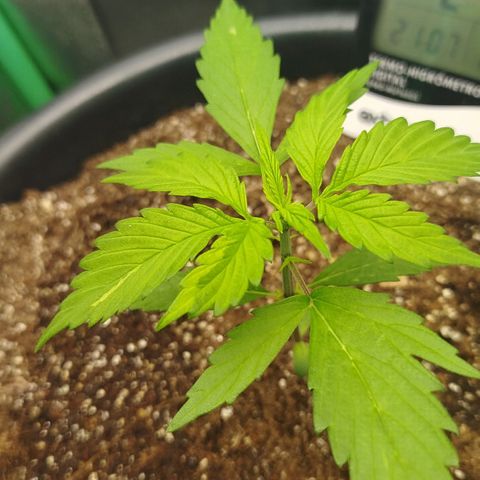 XXL Boombastic growlog timeline photo