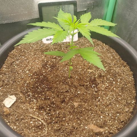 XXL Boombastic growlog timeline photo