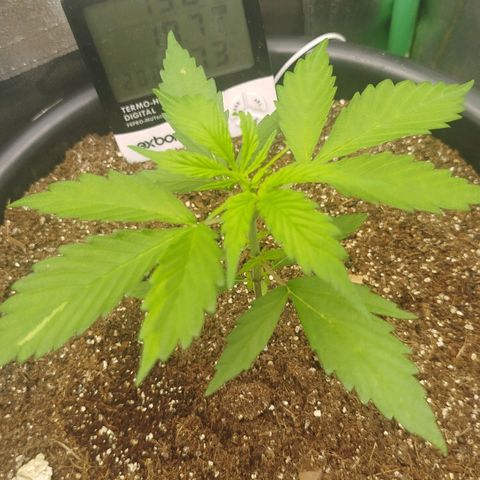 XXL Boombastic growlog timeline photo
