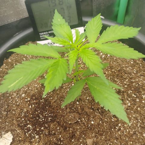 XXL Boombastic growlog timeline photo