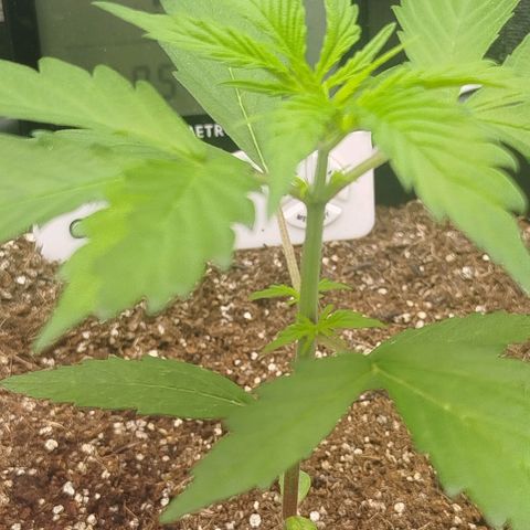 XXL Boombastic growlog timeline photo
