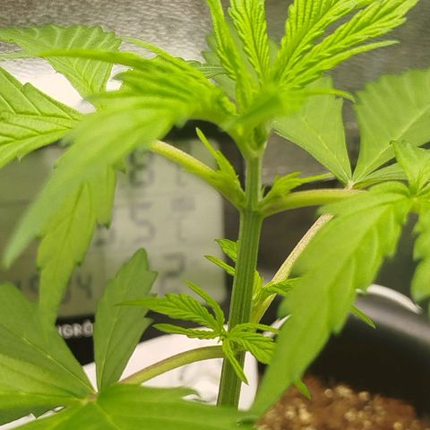XXL Boombastic growlog timeline photo