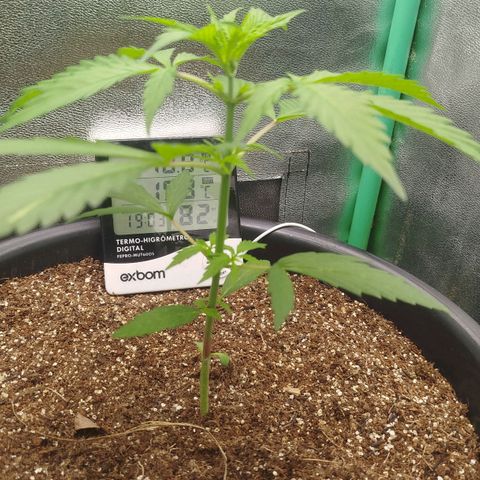 XXL Boombastic growlog timeline photo