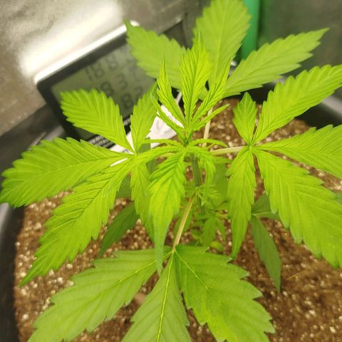 XXL Boombastic growlog timeline photo