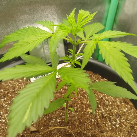 XXL Boombastic growlog timeline photo