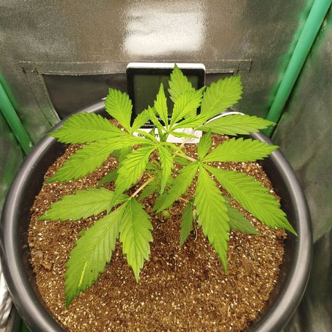 XXL Boombastic growlog timeline photo