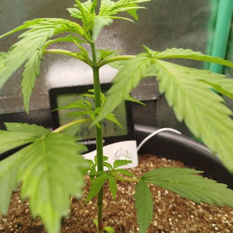 XXL Boombastic growlog timeline photo