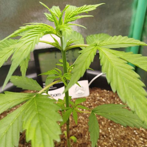 XXL Boombastic growlog timeline photo