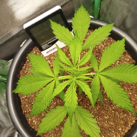 XXL Boombastic growlog timeline photo