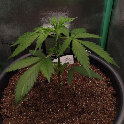 XXL Boombastic growlog timeline photo